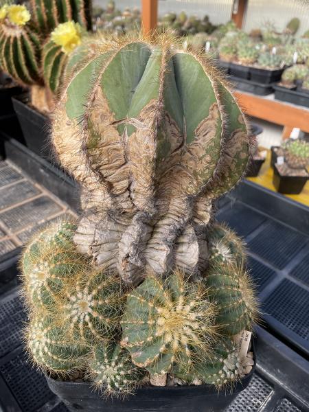 Notocactus magnificus hellbraun